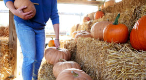 pumpkins on hay bails